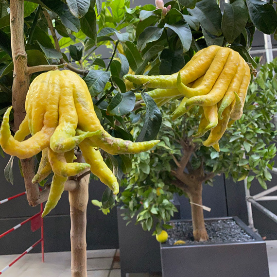 jardinières à pied métal acier thermolaqué Licce - Projet Morland