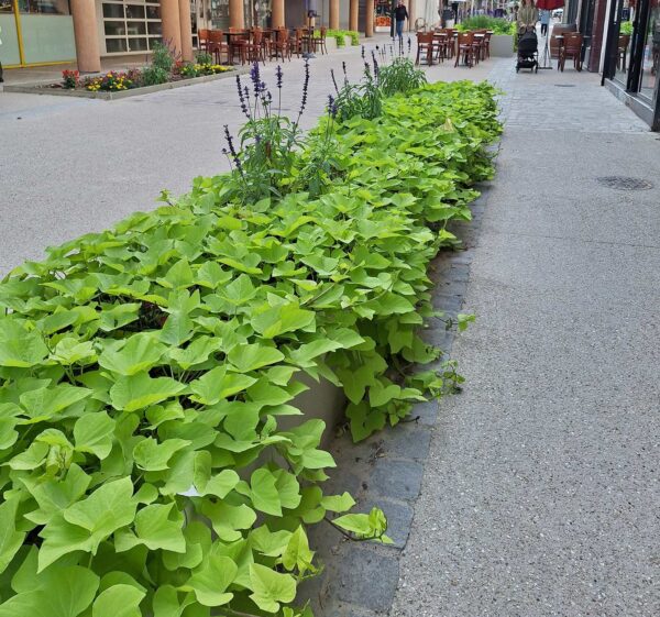 bacs de plantation sur mesure de fabrication Licce pour l'espace piétonnier de Pré-Saint-Gervais