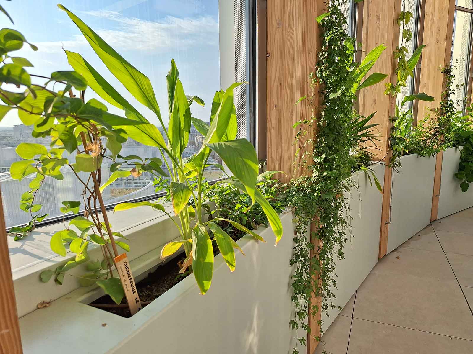 Jardinières rectangulaires en métal sur mesure de fabrication Licce pour la Tour Racine