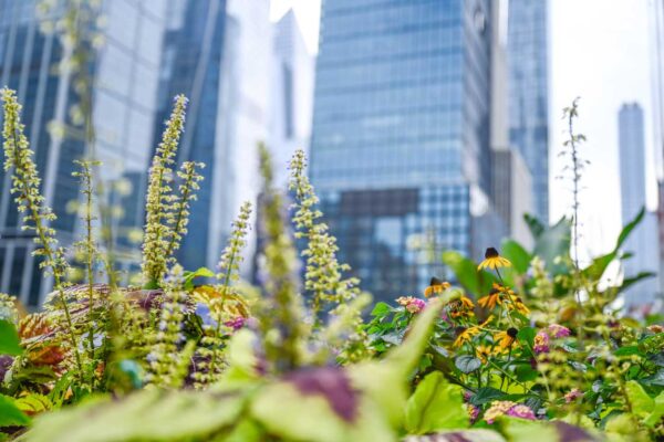 sécurité et verdissement urbain